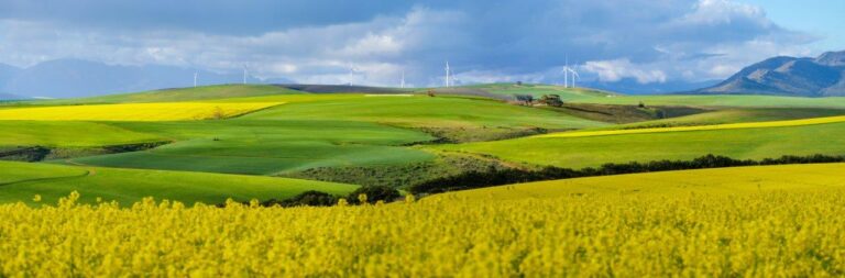 South Africa’s Record-Breaking Canola Harvest Expected