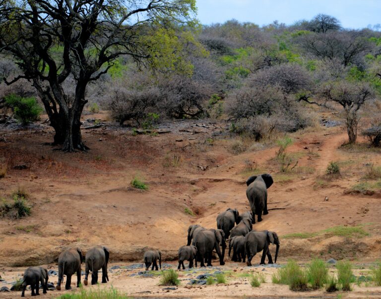 Protecting South Africa’s wildlife protects our future says Wild Africa Fund