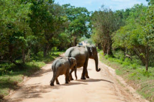 Going guided on safari - it’s the best way 