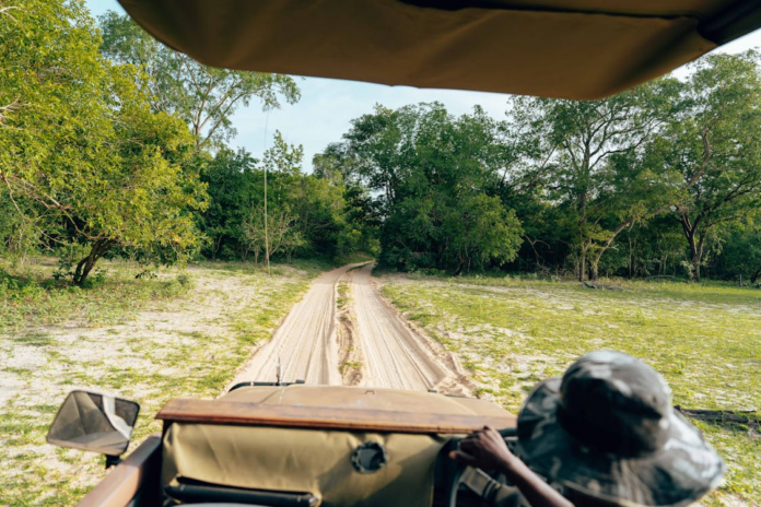 Going guided on safari - it’s the best way
