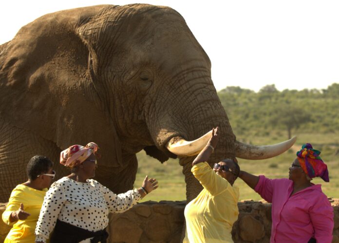 What happens when Cape Town Gogos meet elephants for the first time?